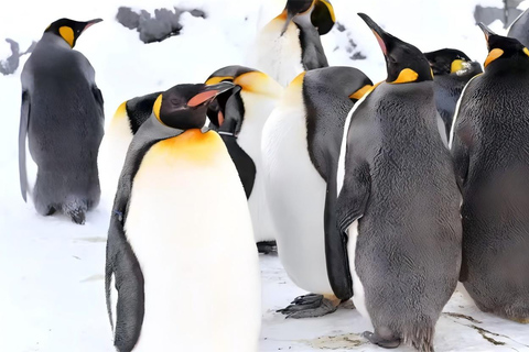 One-Day Tour to Asahiyama Zoo and Biei Blue Pond in Hokkaido