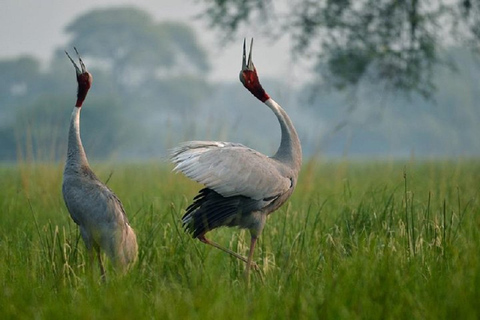 Delhi-Agra en Chambal Safari Tours 3 dagen 2 nachtenDelhi-Agra-Chambal Safari Tours 3 D/2 N