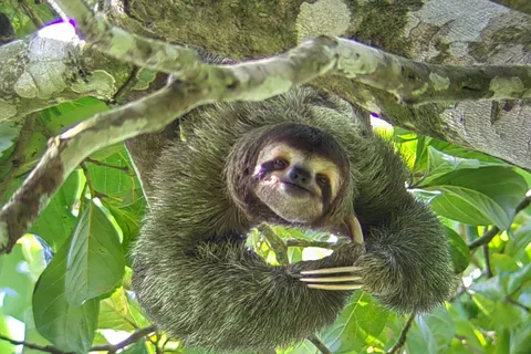 Parco Manuel Antonio: Tour guidato per vedere gli animali e per trascorrere il tempo in spiaggia