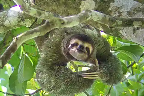 Manuel Antonio Park: Guidad tur för att se djur och strandtid
