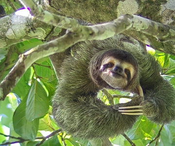 Manuel Antonio Park: Guided Tour to see animals & beach time