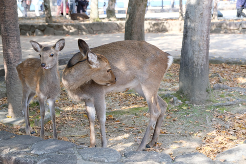 Hiroshima: UNESCO Miyajima and Atomic bomb dome Guided Tour Hiroshima: UNESCO Miyajima & Atomic Bomb Dome Guide Tour