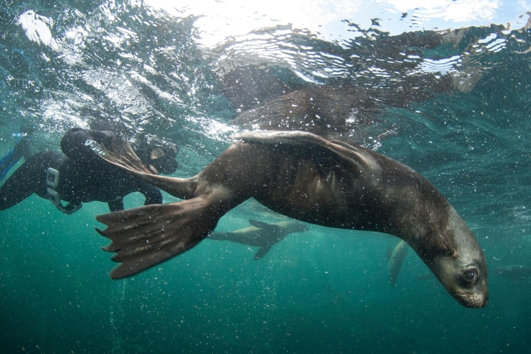 Ciudad del Cabo: Seal Snorkeling en Duiker Island, Hout Bay