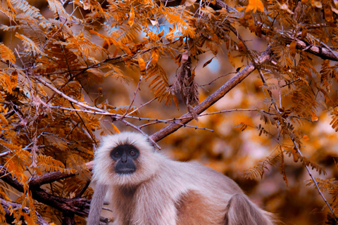 Delhi: Khajuraho, Panna, and Varanasi 4-Day Tour Tour with 4-Star Accomodation