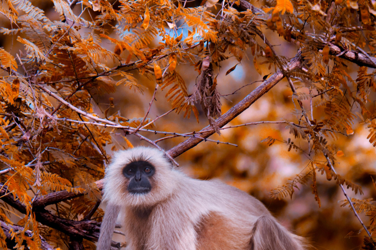 Delhi: Khajuraho, Panna, and Varanasi 4-Day Tour Tour with 4-Star Accomodation