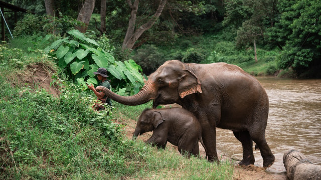 Chiang Mai: Elephant Sanctuary and Sticky Waterfall Tour