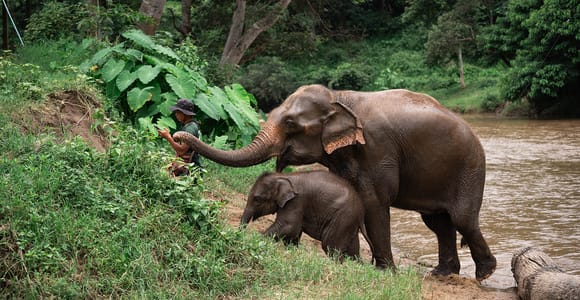Chiang Mai: Elefanten-Schutzgebiet, Langer Hals und Klebriger Wasserfall
