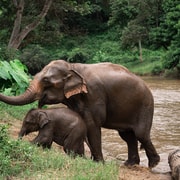 Chiang Mai: Elephant Sanctuary, Long Neck & Sticky Waterfall Chiang Mai: Elephant Sanctuary, Long Neck & Sticky Waterfall