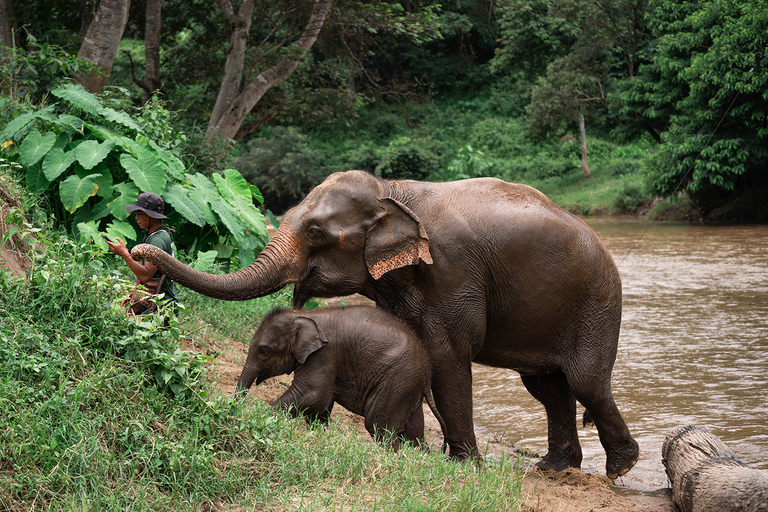 Chiang Mai: Elefantreservat, Long Neck &amp; Sticky WaterfallPrivat tur med upphämtning från hotell