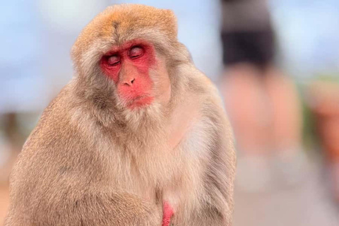 Quioto: tour familiar particular com guia, natureza e culturaKyoto: Tour particular para famílias com natureza e cultura