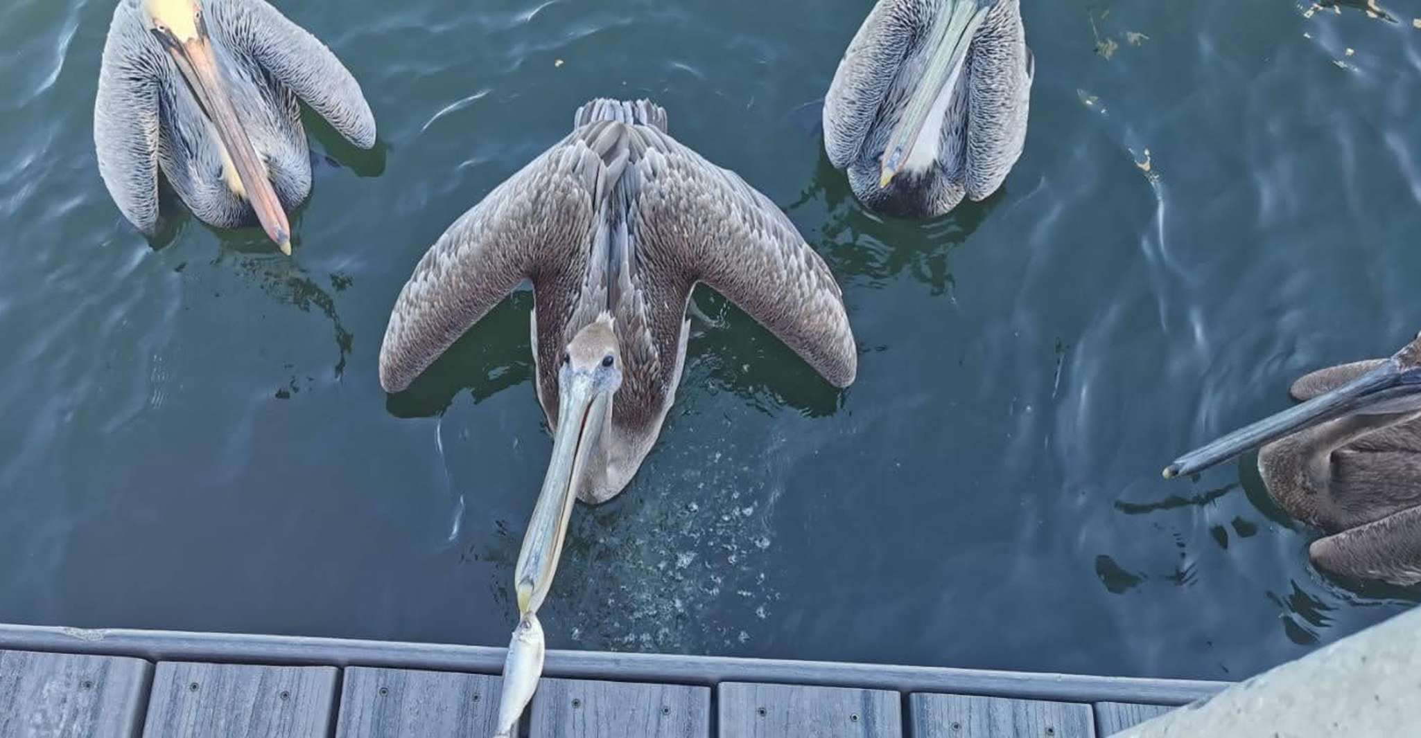 Miami: Biscayne Bay Ultimate Boat Tour with Kayak Experience photo 14