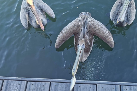 Miami: Biscayne Bay Ultimate Boat Tour with Kayak Experience