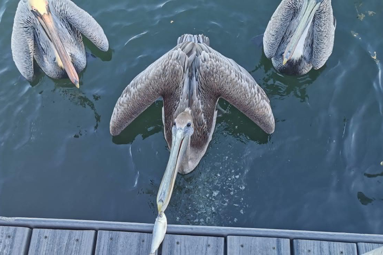 Miami: Biscayne Bay Ultimate Boat Tour with Kayak Experience