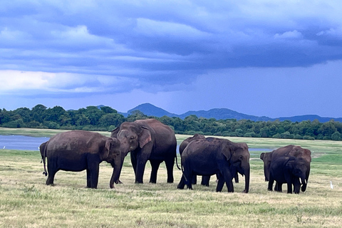 Parque Nacional Minneriya : Safari em jipe com ingressos