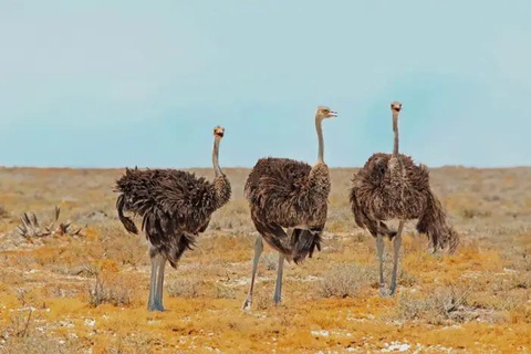 Souss-Massa National Park Entry Ticket