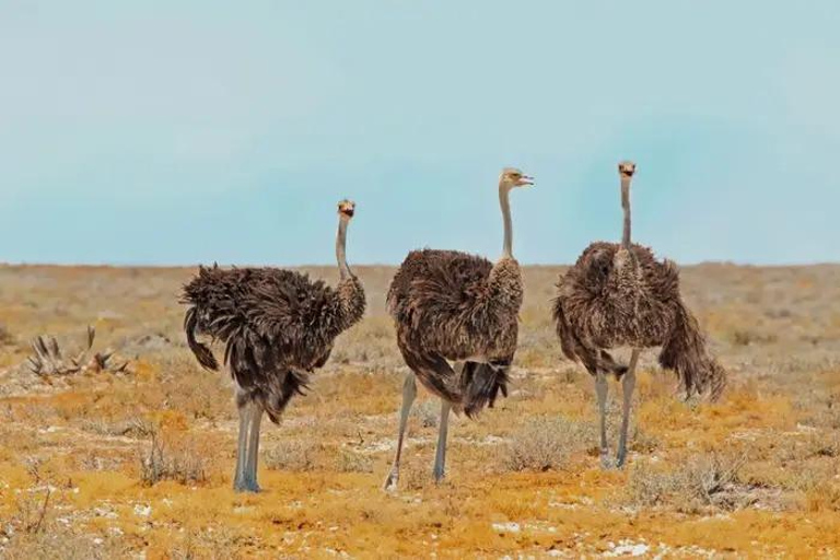 Souss-Massa National Park Entry Ticket