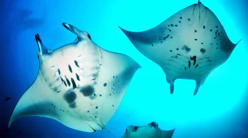 Nusa Penida Manta Safari Private Snorkeling Trip