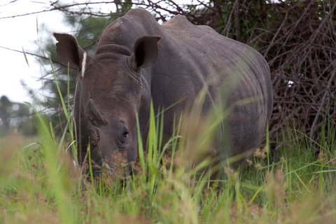From Kampala: Ziwa Rhino Sanctuary Trek with Lunch