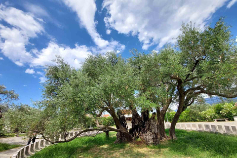 From Budva: Old Olive Tree Park and Olive Oil Tasting in Bar