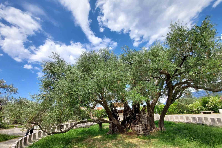 From Budva: Old Olive Tree Park and Olive Oil Tasting in Bar