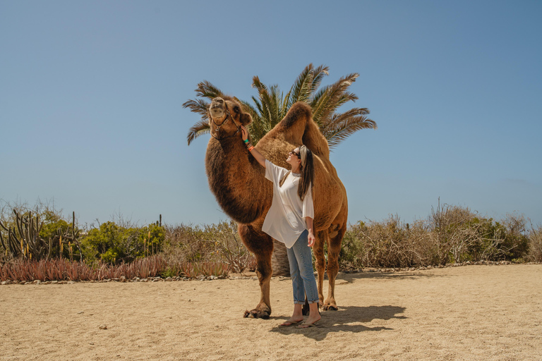Cabo San Lucas: Camel Safari Tour with Lunch and Tequila
