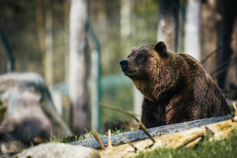 Escursione di un giorno alle Gole di Zanoaga