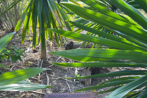 Kigali: City Tour, Nyandungu Eco Park, and Lunch