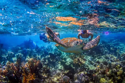 Nager dans un cénote, faire de la plongée en apnée avec des tortues à Akumal et Beach Club + nourriture