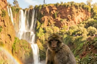 Ab Marrakesch: Geführte Tour zu den Ouzoud-Fällen und zu wilden Affen