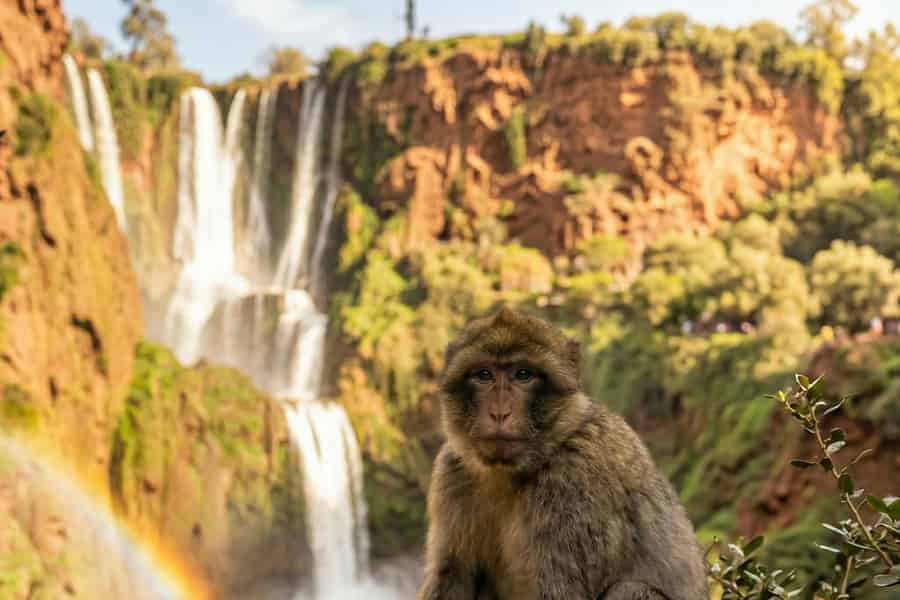 Ab Marrakesch: Geführte Tour zu den Ouzoud-Fällen und zu wilden Affen. Foto: GetYourGuide
