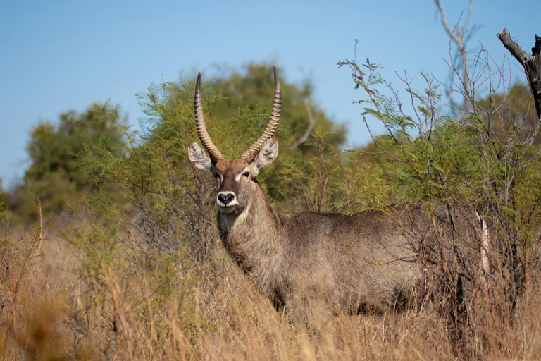 Mwea National Reserve Full-Day Safari from Nairobi