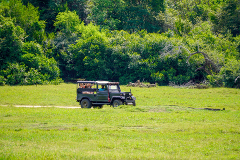 Minneriya National Park Morning Safari – Birds & Elephants
