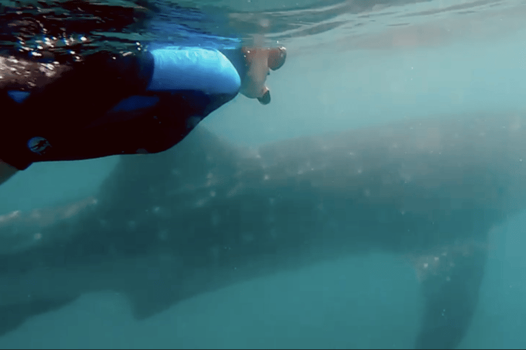 Whale Shark Snorkeling in La Paz, BCS.