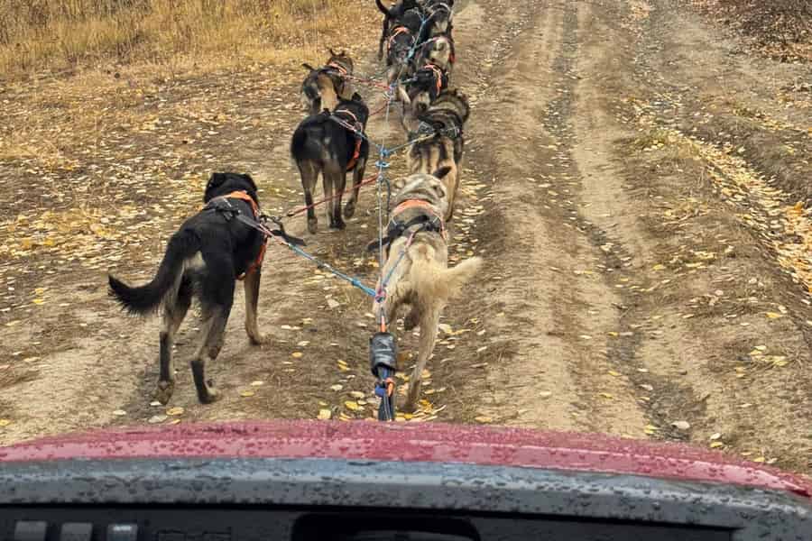 Whitehorse: Hunde-Mushing im Herbst mit Schlittenhunden und Welpen. Foto: GetYourGuide