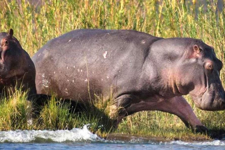 Parque Nacional Hwange: Safári em veículo 4x4 a partir das Cataratas Vitória