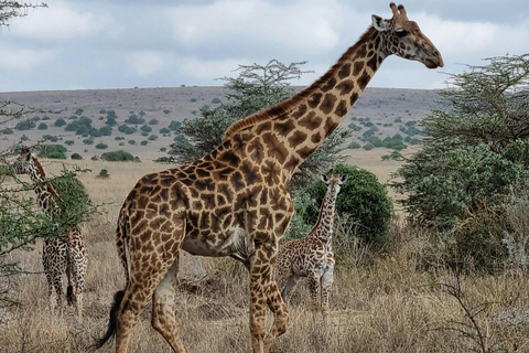 Early Morning Nairobi National Park Game Drive