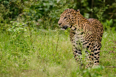 Anuradhapura: Wilpattu National Park Jeep Safari with Meals Excluding Entry Tickets