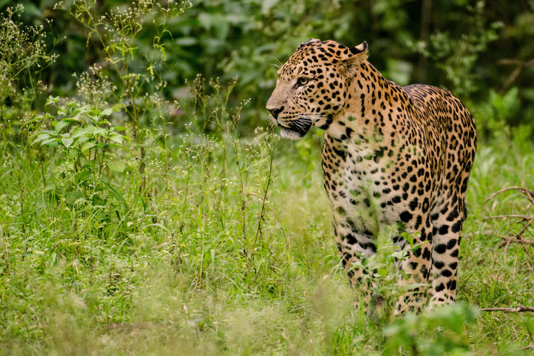Anuradhapura: Wilpattu National Park Jeep Safari with Meals Excluding Entry Tickets