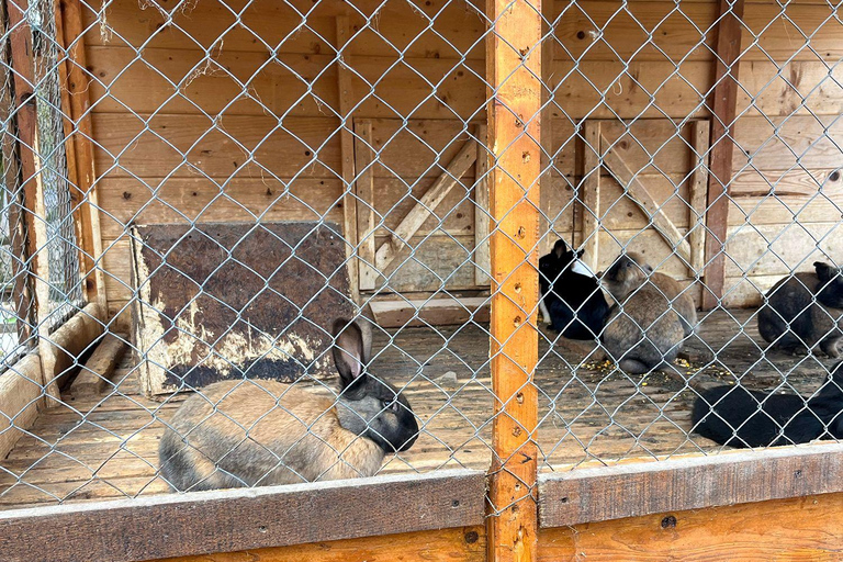 From Sarajevo: Visoko Pyramids, Plantations & Horse Riding Half-Day Farm Visit Only