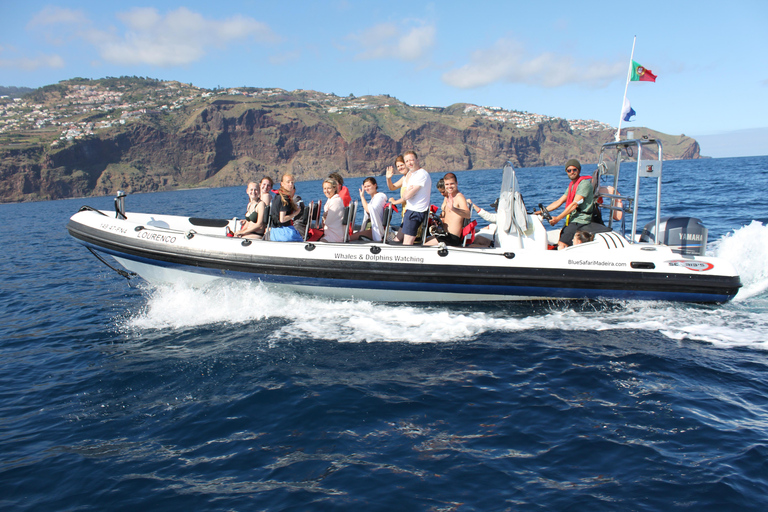 Depuis Funchal : Aventure avec les dauphins en bateau rapide