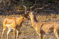 Ngorongoro Crater Day Tour - Hizvo