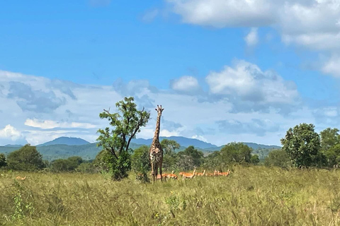 SAFARI DJURLIV FRÅN ZANZIBAR TILL MIKUMI 3 DAGAR OCH 2 NÄTTER