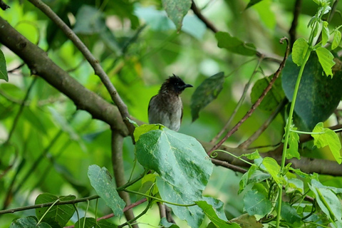 From Nairobi: Ondiri Wetland Guided Walking Tour