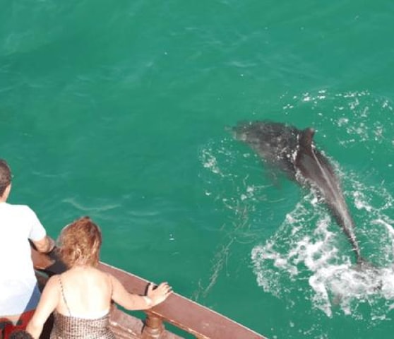 Djerba: Delfin- & Piratenbootfahrt zur Flamingoinsel