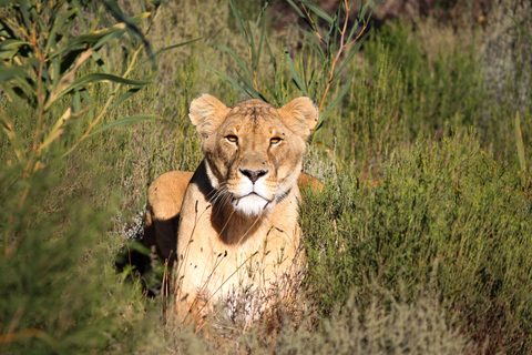 Drakenstein Lion Park Entry Ticket