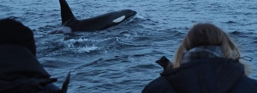 Depuis Alta : observation de baleines en petit groupe