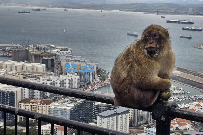 Gibraltar: Classic Rock Tour with Nature Reserve Entry