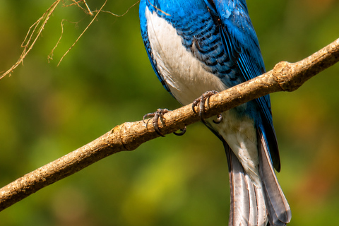 Santa Marta: Birdwatching Tour Sierra Nevada (Minca)