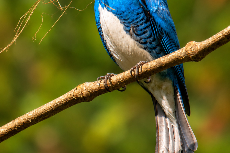 Santa Marta: Birdwatching Tour Sierra Nevada (Minca)