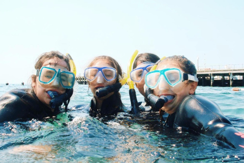 Portsea: Guided Snorkeling Tour with Weedy Sea Dragons